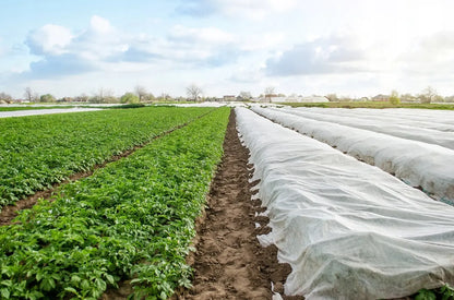 Agroplėvelė 1,6 x 10 m pavasarinė balta 17 g/m²
